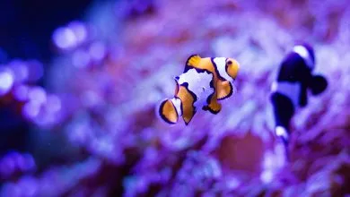 an orange and white clown fish in an aquarium